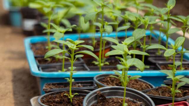 Perception et communication chez les plantes : Que nous disent-elles? - Conférence UPT