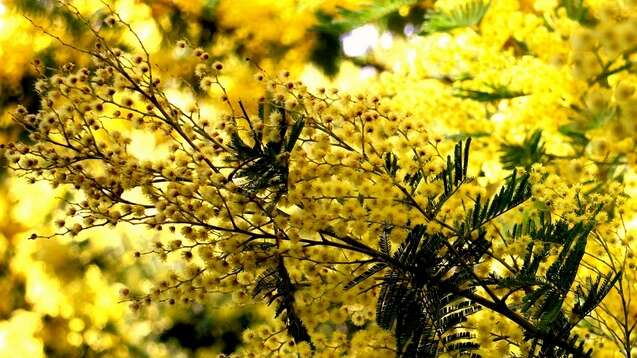 Randonnée : Quand les mimosas sont en fleurs au Vallon de la Gaillarde