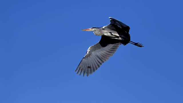 Sortie d'observation d'oiseaux