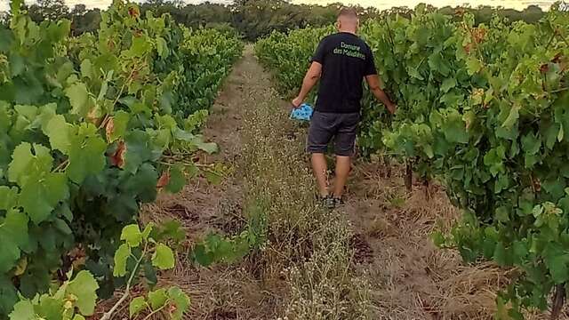 Visite et dégustation de vins IGP Cévennes au Domaine des Maladières