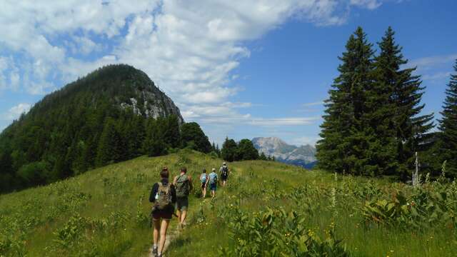 Stage plantes sauvages