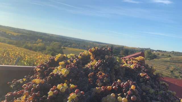 Domaine Blouin