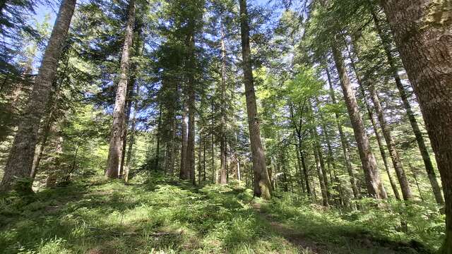 Vis ma vie de forestier