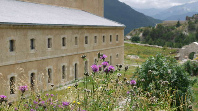 Fort Dauphin