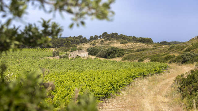 Parcours pédestre du Domaine la Cadenière