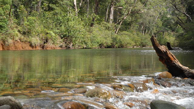 GR® NC1 Stage n°4C :from the Ouénarou refuge to the Tristaniopsis refuge (through the Blue River valley)