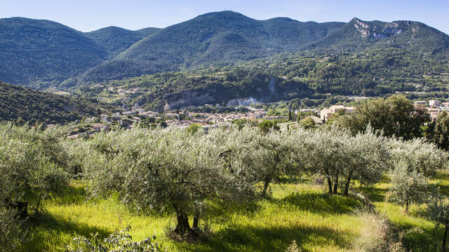 Le pays de l’olive… et des lavandes (itinéraire n°10)