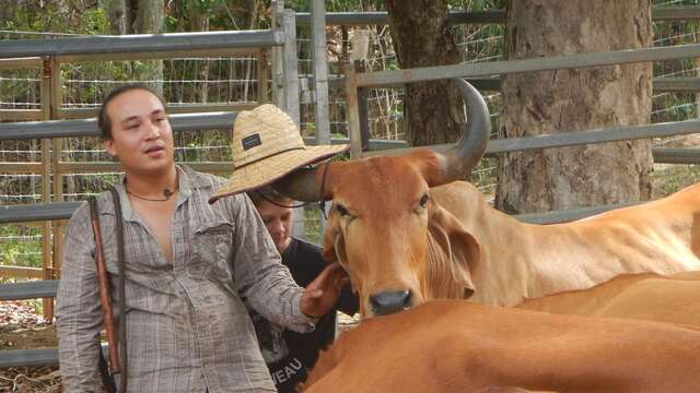 Balade à cheval à la rivière de Dumbéa - Yala Ranch