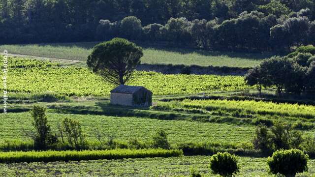 Des vignes et des cabanons