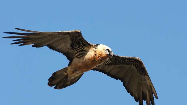 Animation "Champions, les rapaces !"