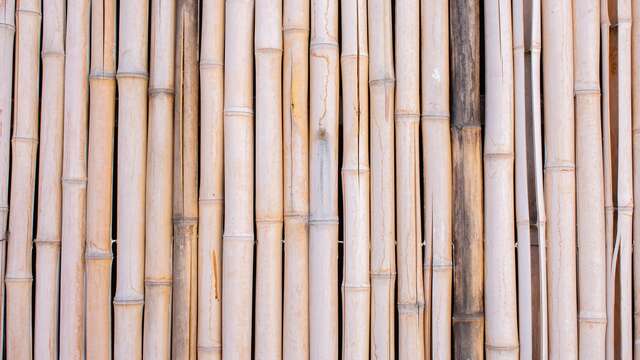 Ausstellung Jazz in Ramatuelle - Arundo donax? Der Rohrstock der Provence pardi!