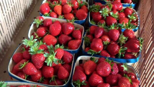 Earl de la Perrand - Maraîcher