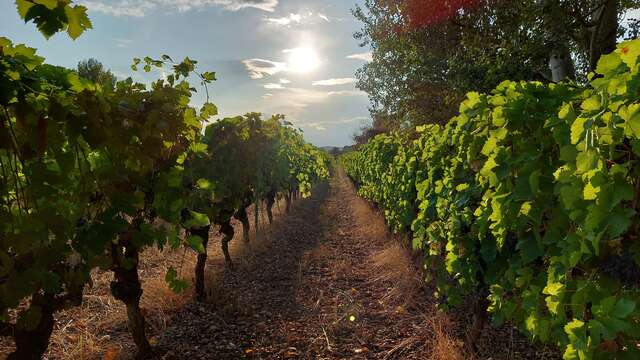 Visite, dégustation de vins IGP Cévennes :  Mas Lander