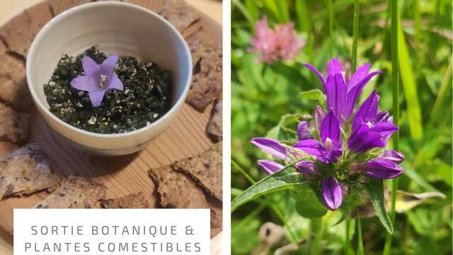 Randonnée à la découverte des plantes comestibles d'altitude
