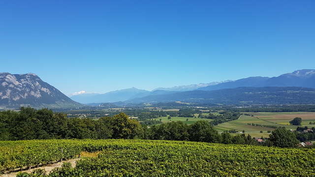 Randonnée Bellecombette à la rencontre des vignobles