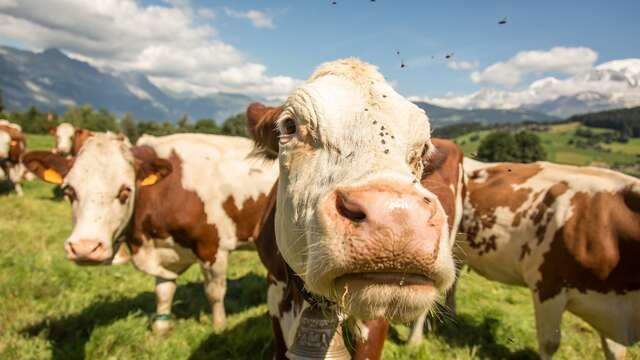 Farm "Les Montagnards"