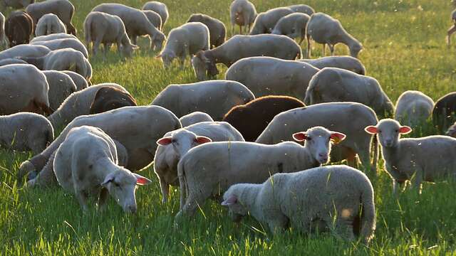 La Ferme des Feugasses