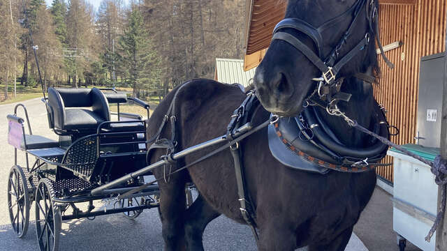 Balade en calèche - Les ânes de Milou