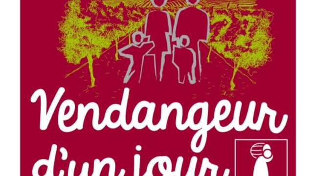 Vendangeur d'un jour au Domaine Dames de Lune