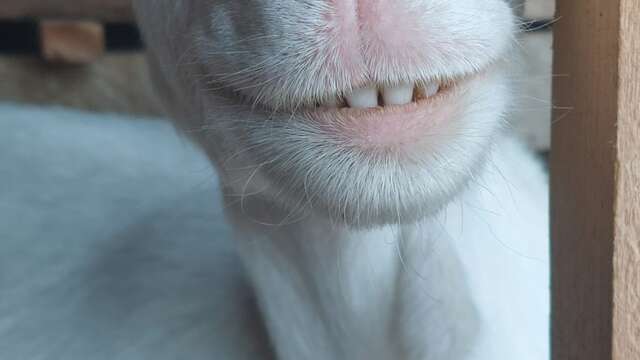 Visite d'une chèvrerie : O² Briquettes