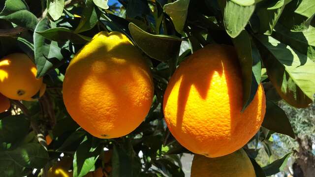 Dégustation annuelle de vins d’oranges au Cercle du Littoral