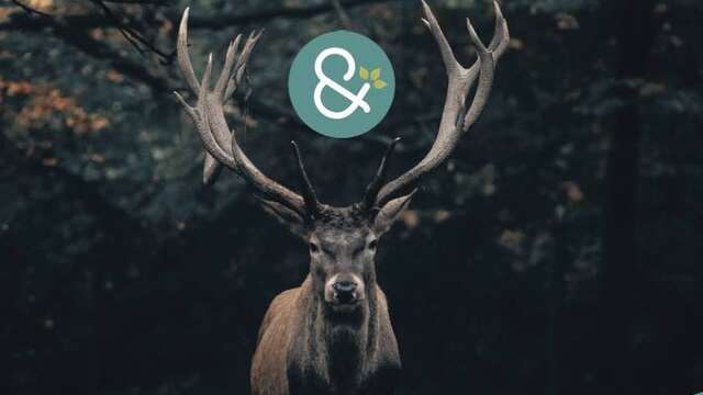 Sorties Brame du cerf