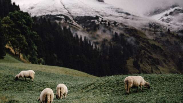 Table Ronde - La cohabitation avec les loups - Festival du Film Nature
