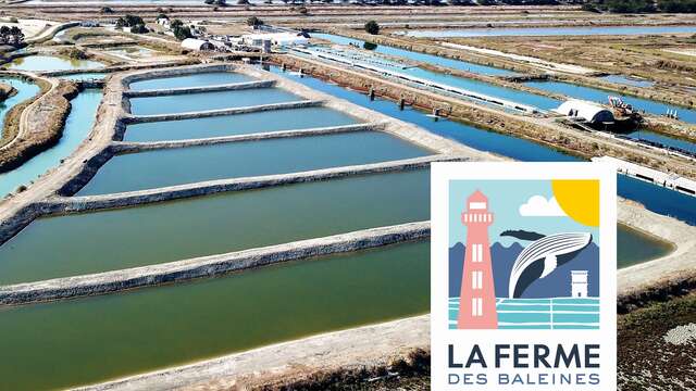 Ostras y plantas de pantano de la Ferme des Baleines