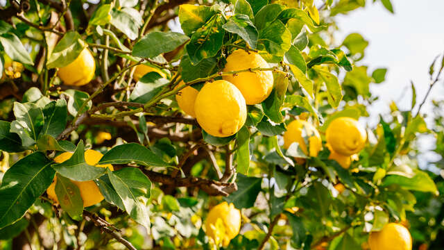 Producteur Citron de Menton IGP - Patrice Mazzafera