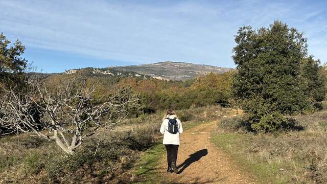 Le Bois Saint Jeaume à Châteauneuf