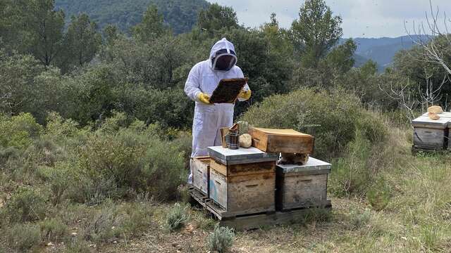 Découverte immersive du monde des abeilles