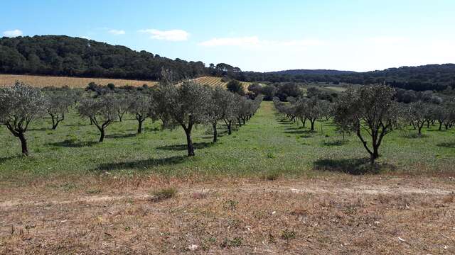 A la découverte des vergers conservatoires sur l'île de Porquerolles