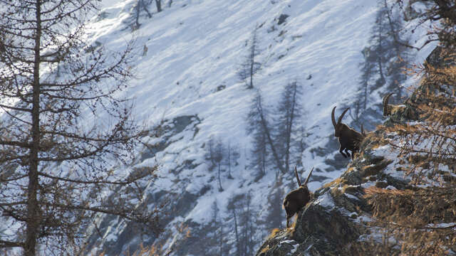 Suivi des bouquetins - Comptage annuel ouvert au public