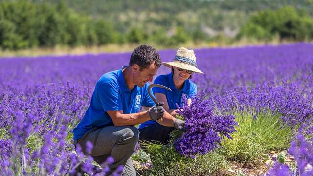 Visite guidée de la lavande en fleur - Lavanderaie des Hautes Baronnies