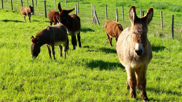 Em'ane ganaderia de burros