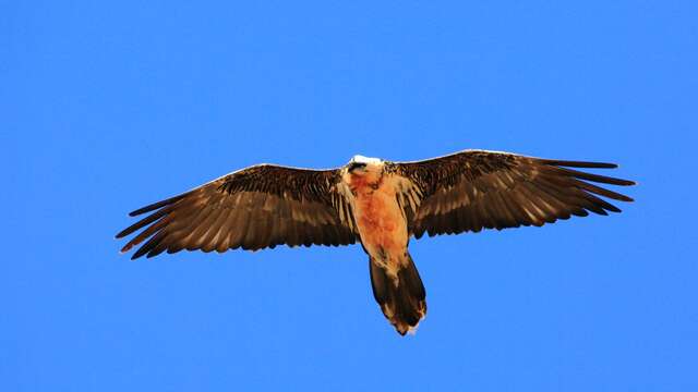 Rdv avec un garde-moniteur : le gypaète barbu du Valgaudemar (copy)