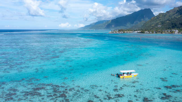 Moorea Tiki Tour - Sortie Baleine