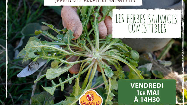 Les plantes sauvages comestibles