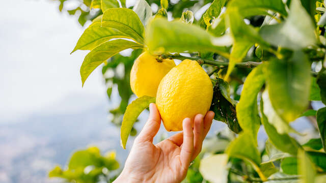 Joël Vonner - Producer of IGP Menton Lemon