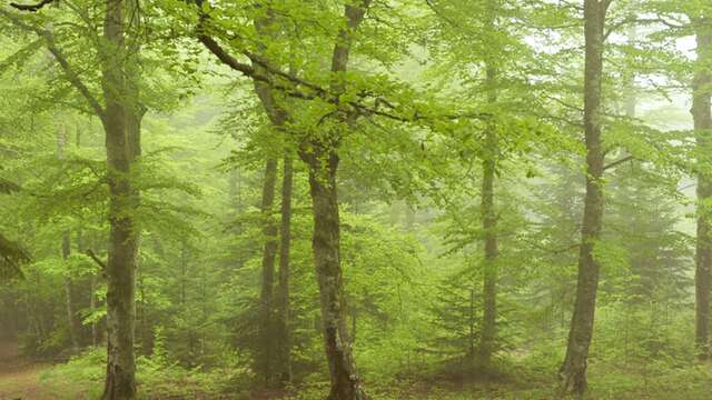 PR035 Les bois de Peybrousson et Plafay