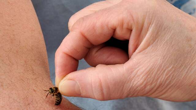 La Ruche - Docteur l'Abeille