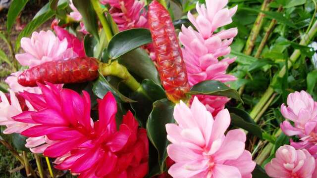 Fête du jardin