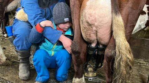 Rando à la ferme avec traite des vaches