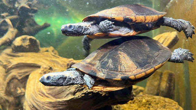 Le Village des Tortues