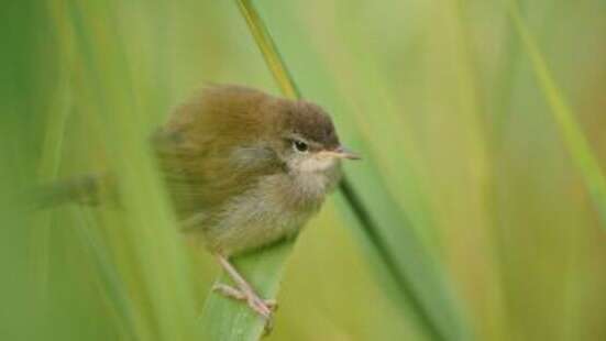 Balade naturaliste : à la découverte des oiseaux