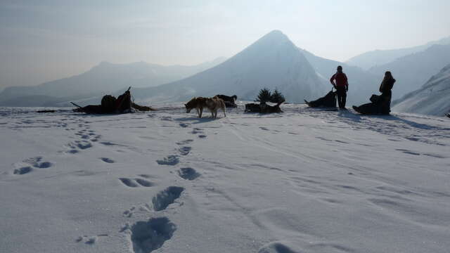Family dogsledding experience in Sommand