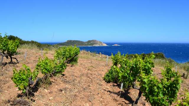 Domaine La Tourraque