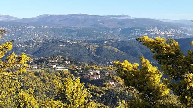 Balades Guidées: Tanneron, le mimosa et les plantes à parfum du Massif