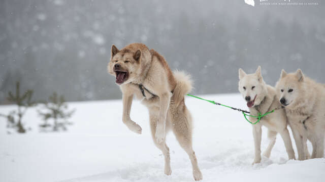 Lounoock's - Sled dogs