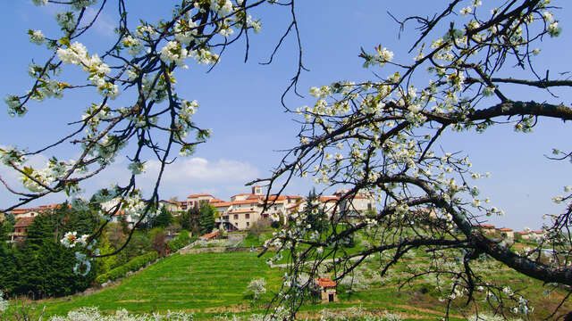 Circuit Pomme Melrose